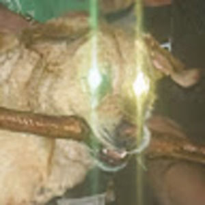 Meet your Posher, Forrest